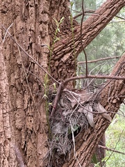 Cryptostylis ovata