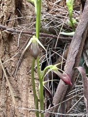 Cryptostylis ovata