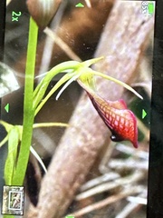 Cryptostylis ovata