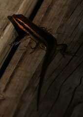 Trachylepis wahlbergii
