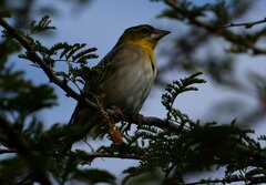 Ploceus cucullatus nigriceps