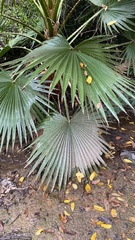 Washingtonia robusta