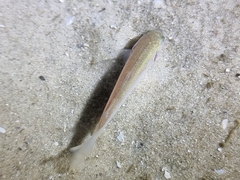 Actinopterygii