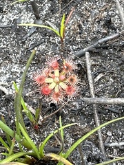 Drosera pulchella