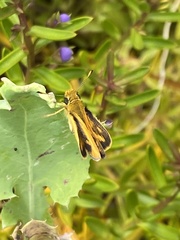 Taractrocera papyria agraulia