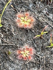 Drosera pulchella
