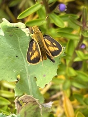 Taractrocera papyria agraulia