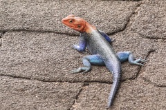 Agama dodomae