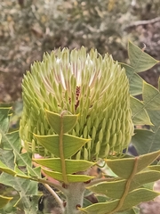 Banksia baxteri