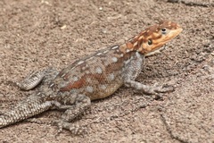 Agama dodomae