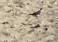 Charadrius vociferus