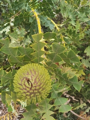 Banksia baxteri