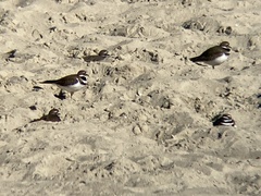 Charadrius vociferus