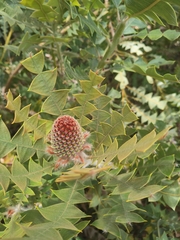 Banksia baxteri