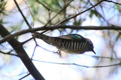 Chrysococcyx lucidus