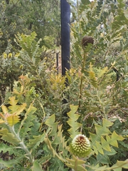 Banksia baxteri