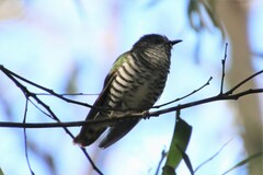 Chrysococcyx lucidus