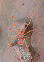 Propostira quadrangulata