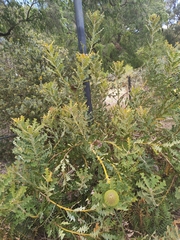 Banksia baxteri