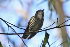 Chrysococcyx lucidus