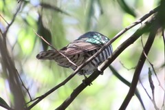 Chrysococcyx lucidus