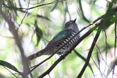 Chrysococcyx lucidus