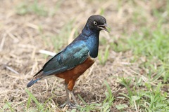 Lamprotornis superbus