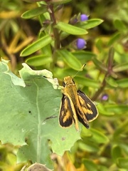 Taractrocera papyria agraulia