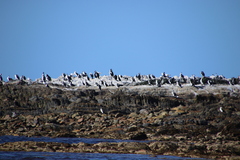 Phalacrocorax fuscescens