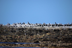 Phalacrocorax fuscescens