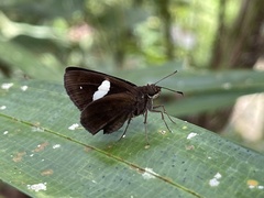 Notocrypta paralysos