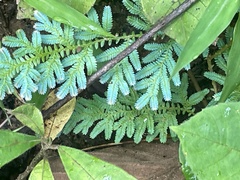 Selaginella willdenowii
