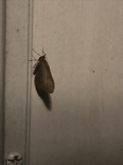 Larentiinae