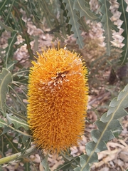 Banksia ashbyi