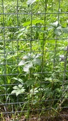 Humulus scandens