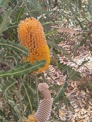 Banksia ashbyi