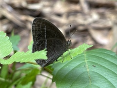Mycalesis janardana