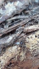 Pleioplectron simplex