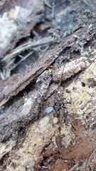 Pleioplectron simplex