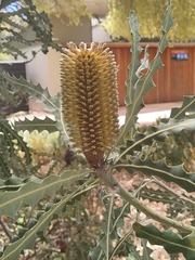 Banksia ashbyi