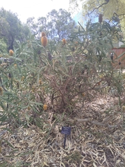 Banksia ashbyi