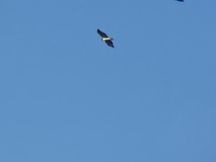 Buteo jamaicensis