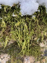 Pseudanomodon attenuatus