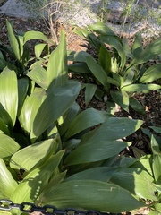 Aspidistra