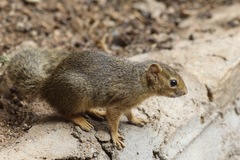 Paraxerus ochraceus