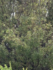 Persoonia juniperina