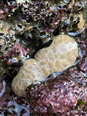Aplidium californicum