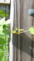 Aphis nerii