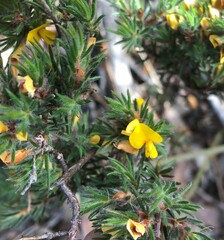 Pultenaea daltonii
