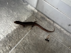 Subdoluseps bowringii